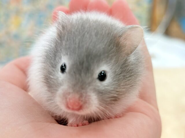 おっとりのんびりさん〜💕なセーブルハムスター❣️(女の子)