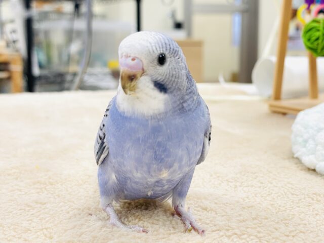 【最新画像】健やかに成長するよ‼️セキセイインコ🦋🌧(オパーリン)ヒナ