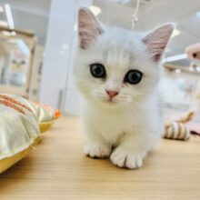 目ヂカラの強さで魅力するよ♥ミヌエットちゃん！