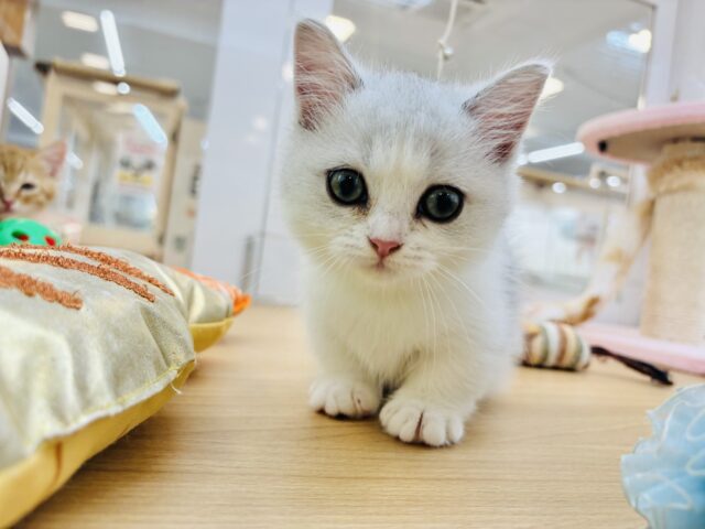 目ヂカラの強さで魅力するよ♥ミヌエットちゃん！