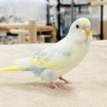 【最新画像】ふんわり可愛いパステルカラー🩵‎🤍💛セキセイインコ(パステル系)ヒナ