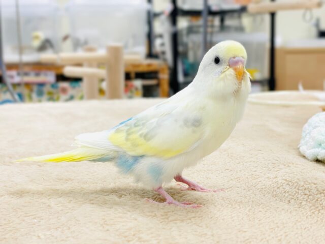 【最新画像】ふんわり可愛いパステルカラー🩵‎🤍💛セキセイインコ(パステル系)ヒナ