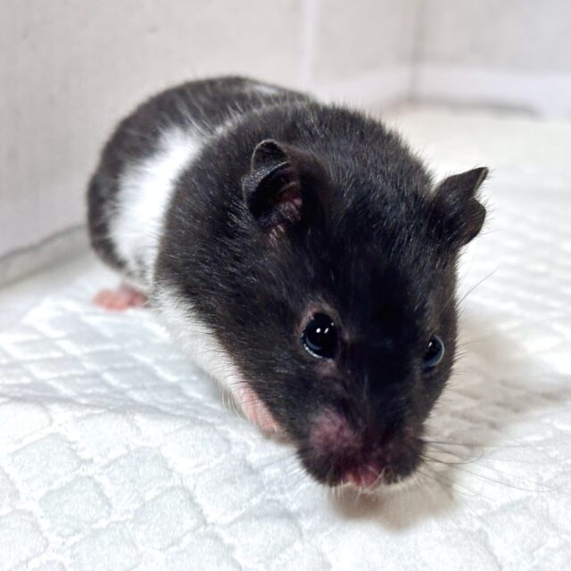 カラーハムスター  白×黒  女の子𓂃🎀𓈒𓏸