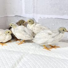 ヒメウズラ  色変わり  3羽  🐤🐤🐦