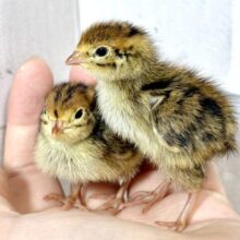 並ウズラ  🐥🐥🌿‬