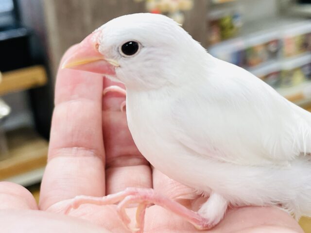 【最新画像】裸ん坊のヒナヒナちゃん🤍白文鳥（ヒナ）