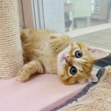 モジモジ恥ずかしいけど…ちょ〜〜甘ったれなの♡マンチカンくん！