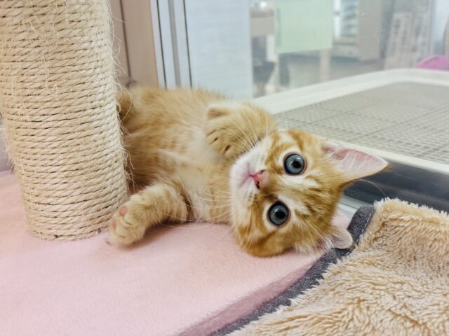 モジモジ恥ずかしいけど…ちょ〜〜甘ったれなの♡マンチカンくん！