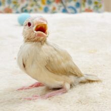 【最新画像】ふんわりミルクティーみたい🫖✨シナモン文鳥（ヒナ）