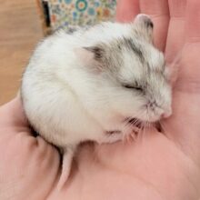 またまた登場‼️レアだよ✨️チャイニーズハムスター❣️（女の子）