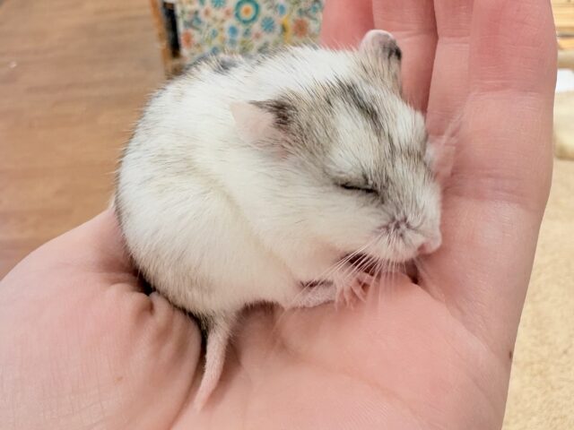 またまた登場‼️レアだよ✨️チャイニーズハムスター❣️（女の子）