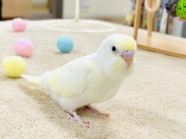 【最新画像】お菓子のようなふんわりカラー💛セキセイインコ（クリーム）ヒナ