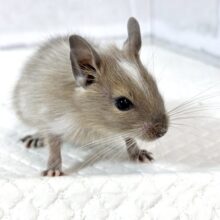 デグー  ブルーパイド  女の子  💎️.*･ﾟෆ˚･*.