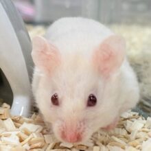 超絶的な魅力‼️ルビーアイのカラーハムスター❣️(女の子)