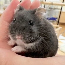 モチモチタピオカ🧋💖ブラックジャンガリアンハムスター❣️(女の子)