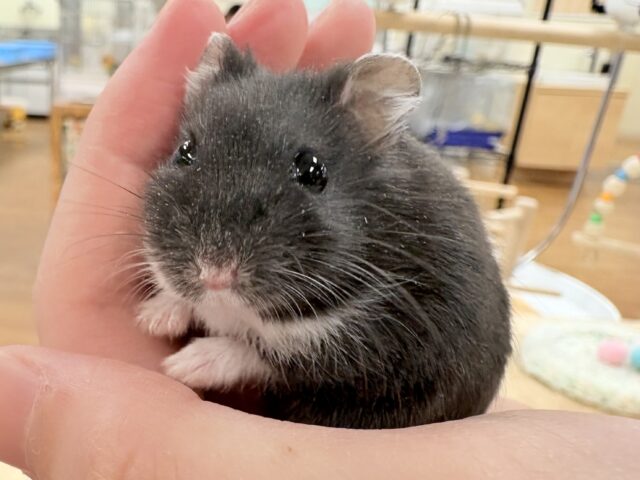 モチモチタピオカ🧋💖ブラックジャンガリアンハムスター❣️(女の子)