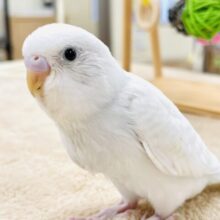 【最新画像】天使のような可愛さ🤍セキセイインコ（ダブルファクター）ヒナ
