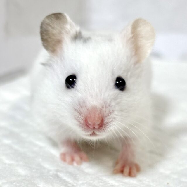 ダルメシアンハムスター  男の子  ‎🤍🖤‪🐹