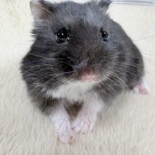 ツヤある漆黒ボディー🫶🖤ブラックジャンガリアンハムスター❣️(男の子)