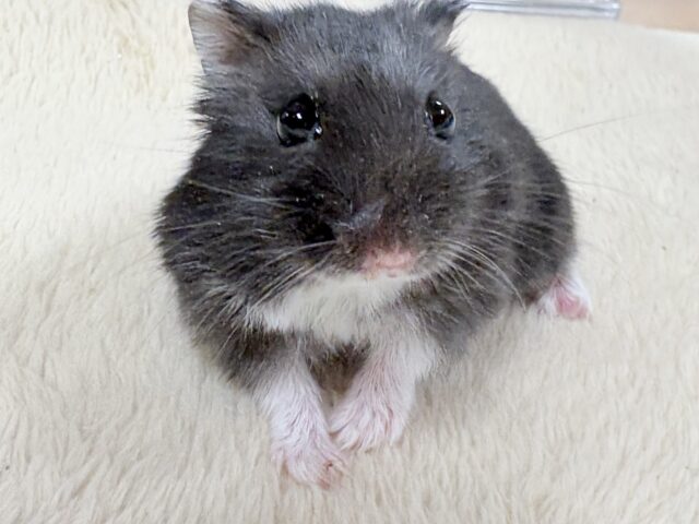 ツヤある漆黒ボディー🫶🖤ブラックジャンガリアンハムスター❣️(男の子)