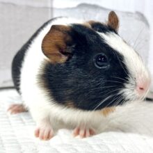 イングリッシュモルモット 女の子 🎀‪🐹･.｡*･.｡*