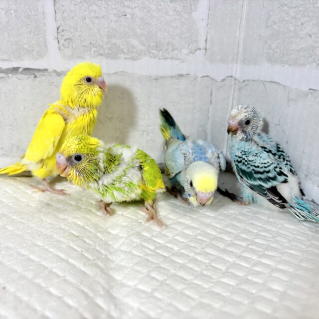 厳しい冬の前にセキセイインコちゃんず  来てくれました〜！