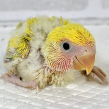 コザクラインコ  ゴールデンチェリー  💛🍒´-
