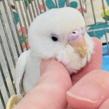 【最新画像🪄︎︎‪‪💫】まっしろ天使の羽🪽セキセイインコ（ダブルファクター）