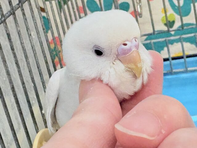 【最新画像🪄︎︎‪‪💫】まっしろ天使の羽🪽セキセイインコ（ダブルファクター）