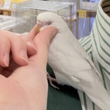 【最新画像✨カゴデビューしたよ】麗しき赤い瞳と純白ボディ☁️🪽❤️🌹セキセイインコ(アルビノ)
