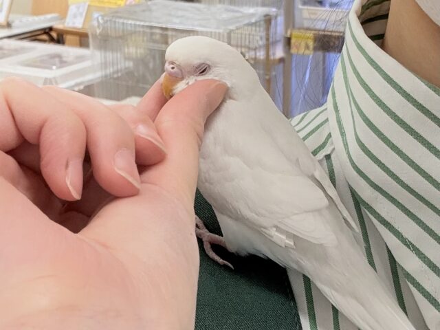 【最新画像✨カゴデビューしたよ】麗しき赤い瞳と純白ボディ☁️🪽❤️🌹セキセイインコ(アルビノ)