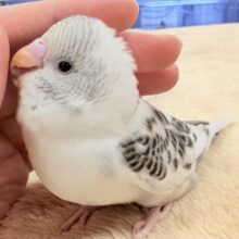 ふわふわ可愛さ限界突破❣️セキセイインコ(白ハルクイン)ヒナ
