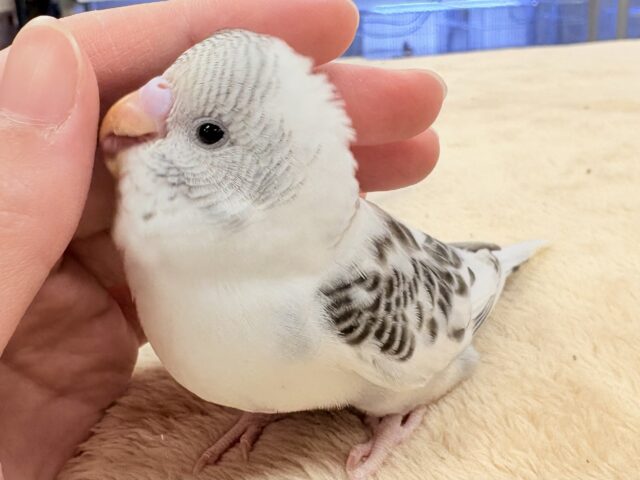 ふわふわ可愛さ限界突破❣️セキセイインコ(白ハルクイン)ヒナ