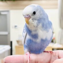 【最新画像🪄︎︎‪‪💫カゴデビューしました☆】カキカキ大好き🩵セキセイインコ（スパングルパイド）