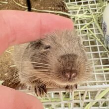 【最新画像更新🪄💫】ぐいぐいいくぜ甘えん坊❣️デグー(ブルー)男の子