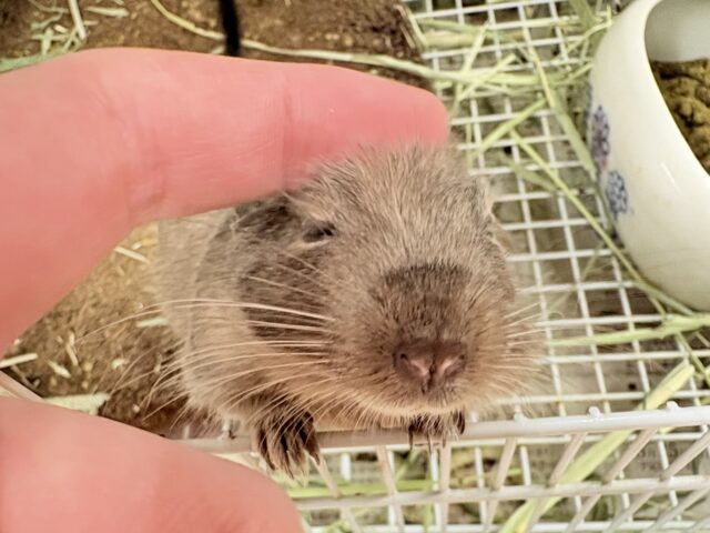 【最新画像更新🪄💫】ぐいぐいいくぜ甘えん坊❣️デグー(ブルー)男の子