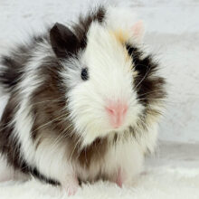 【最新画像更新🪄】ぷいぷい行くぜぇ〜〜〜🐹🌿アビシニアンモルモット 女の子