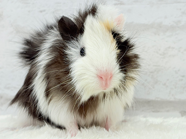 【最新画像更新🪄】ぷいぷい行くぜぇ〜〜〜🐹🌿アビシニアンモルモット 女の子