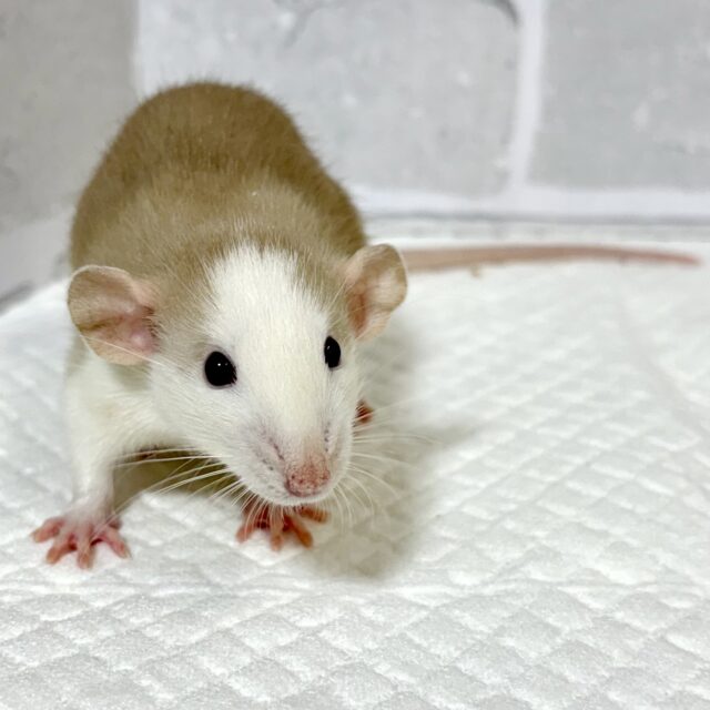 ファンシーラット  男の子  ベージュ系  ‪🧡‬‪‪🤎🥞