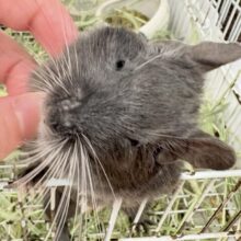 【最新画像更新🪄︎︎✨】レアカラー⭐️✨💫🌟デグー(バイオレット)女の子