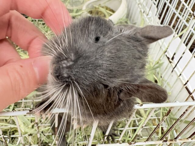 【最新画像更新🪄︎︎✨】レアカラー⭐️✨💫🌟デグー(バイオレット)女の子