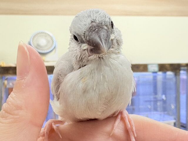 【最新画像更新🪄︎︎✨】好奇心旺盛👀✨シルバー文鳥ちゃん（ヒナ）