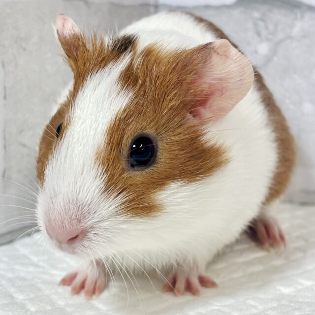 イングリッシュモルモット  女の子  ブラウン×ホワイト  ‪꒰(•ㅈ•)꒱‬ぷいぷい♡̴⟡.˚