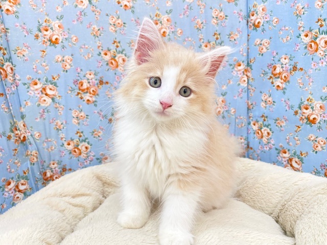 スリスリが止まらない💗　サイベリアンの男のコ💙　2025/09/26撮影