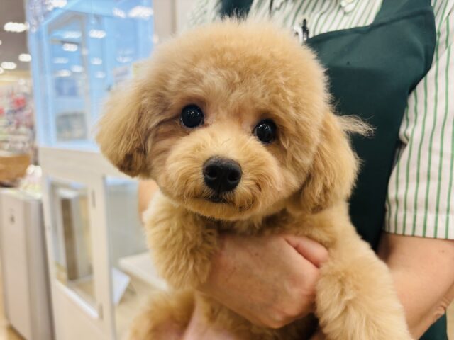 可愛さに釘付け💘マルプーちゃん！