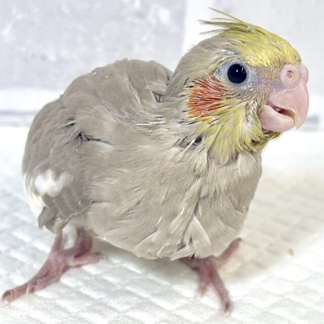 オカメインコ  シナモン  🪶‪🧡‬‪.:｡+ﾟ