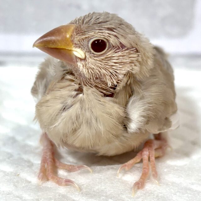 シナモン文鳥  🕊🤎‪🧡‬‪✧*