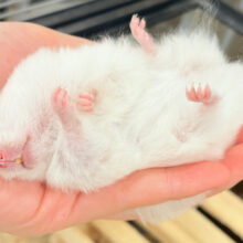 【最新画像更新🪄】真っ白雪見だいふくちゃん🍡🤍長毛ハムスター(ホワイト) 女の子