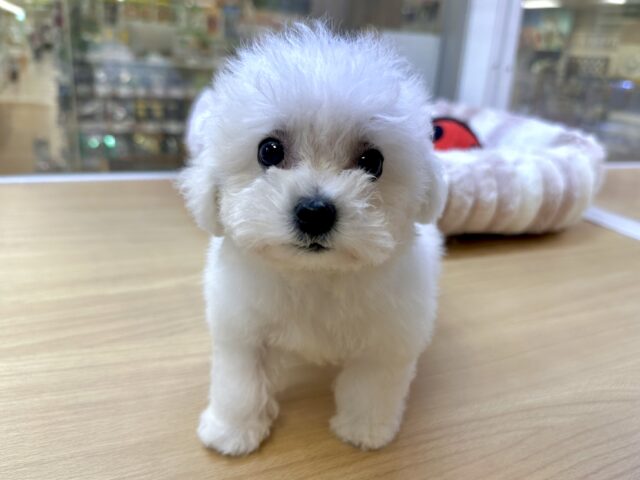 ひつじじゃないよ🤍🐑モコモコビションくん