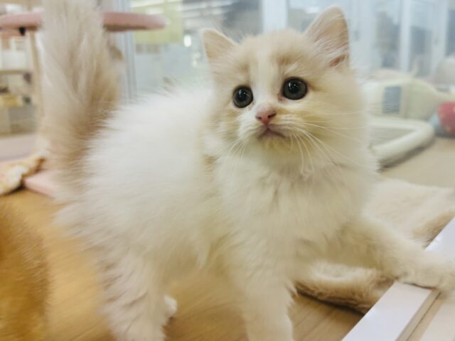 甘やかしてくれなきゃや〜よ♡サイベリアンちゃん！